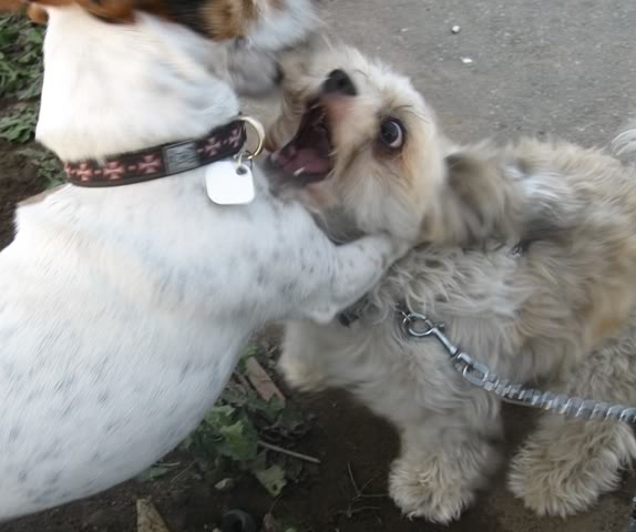 dogfight
